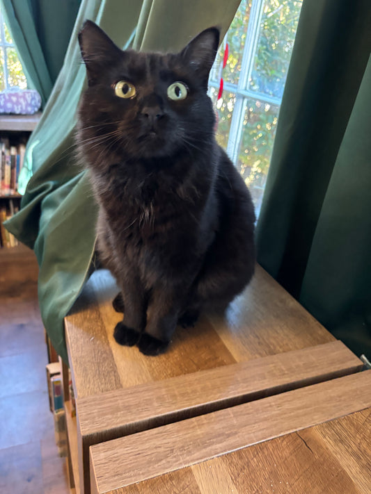 In Praise of Black Cats