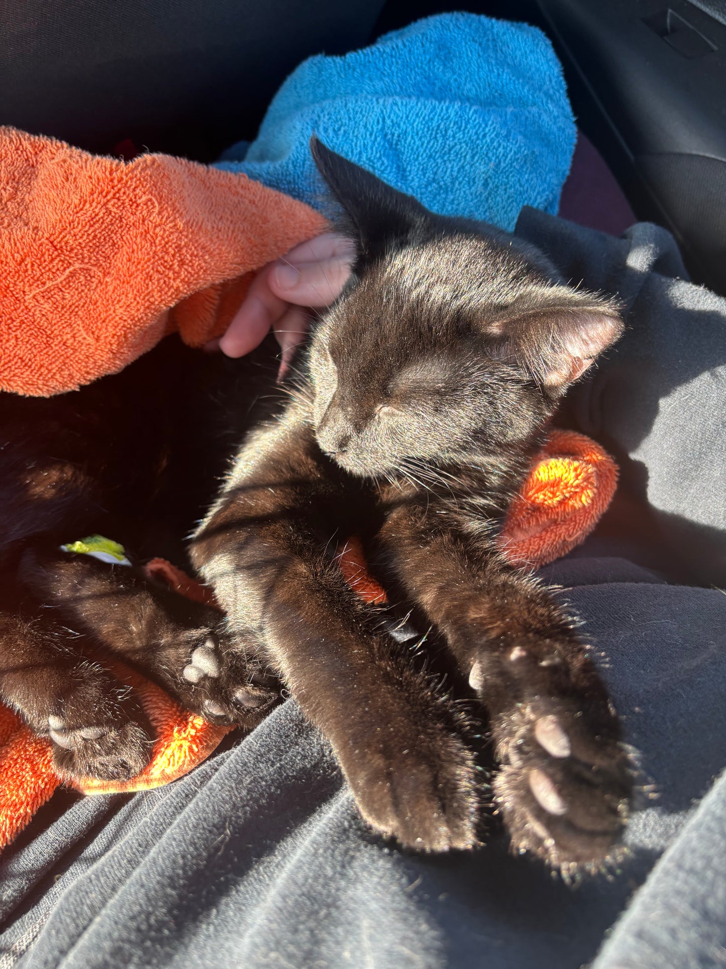 In Praise of Black Cats