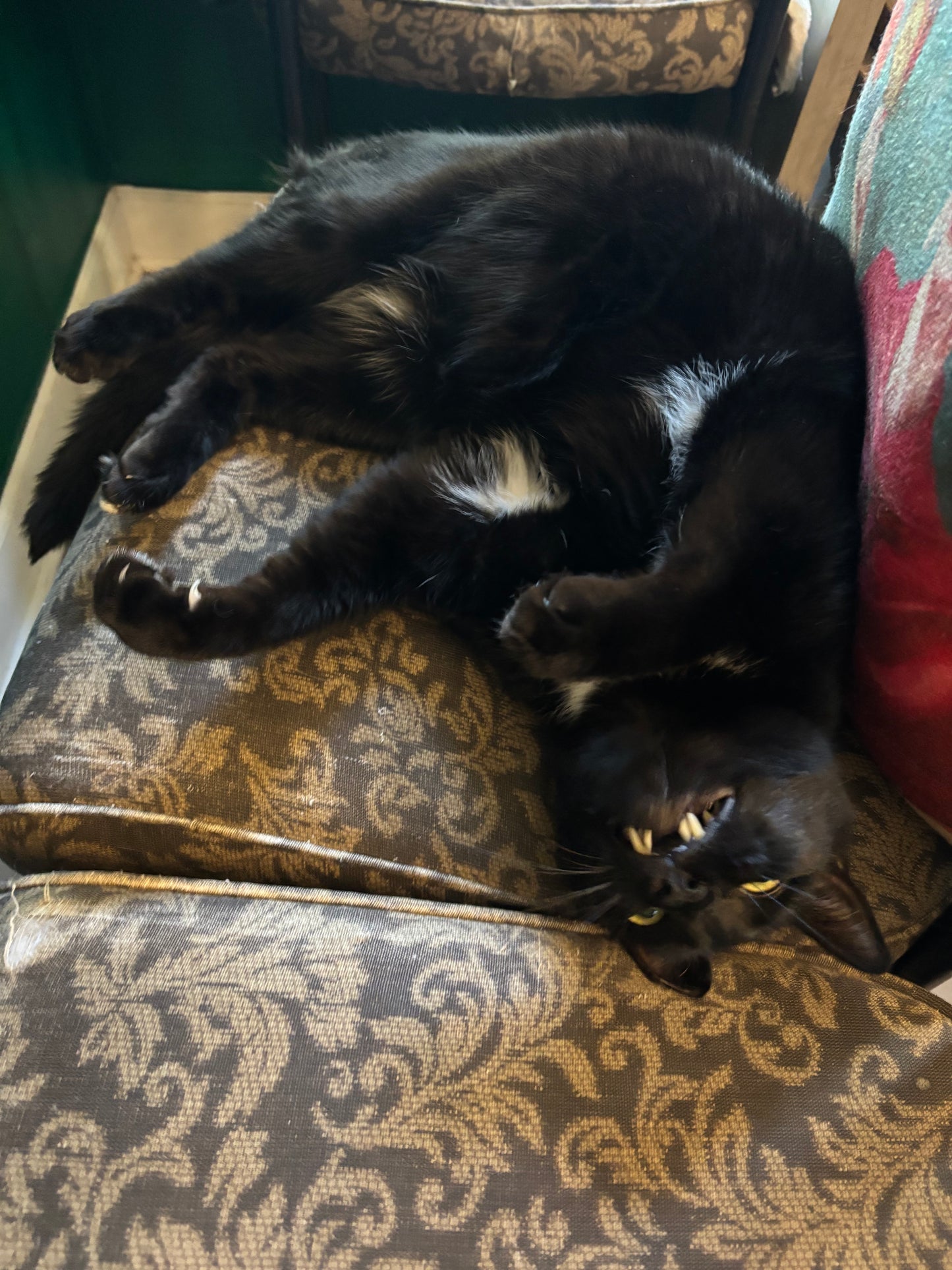 In Praise of Black Cats